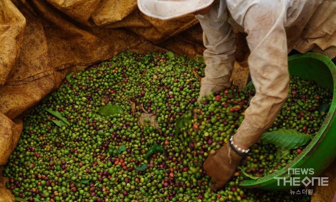 베트남 커피 농가에서 커피콩을 따서 모으고 있는 모습(사진=김정현 기자) 