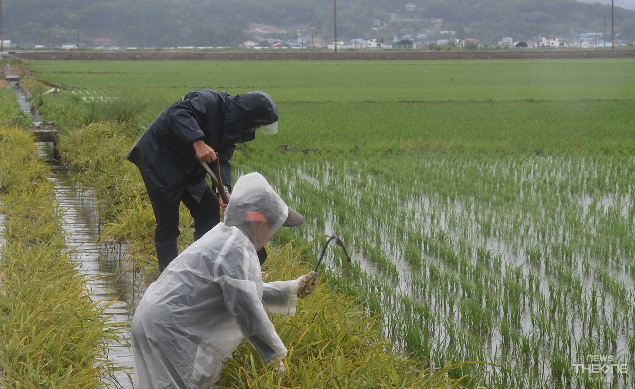 단비가 내린 15일 오전 인천시 강화도 들녘에서 농부들이 논뚝에 콩을 심고 있다. (사진=임순석 기자)