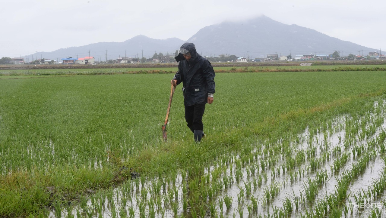단비가 내린 15일 오전 인천시 강화도 들녘에서 한 농부가 논에 고인 빗물을 살펴보고 있다. (사진=임순석 기자)