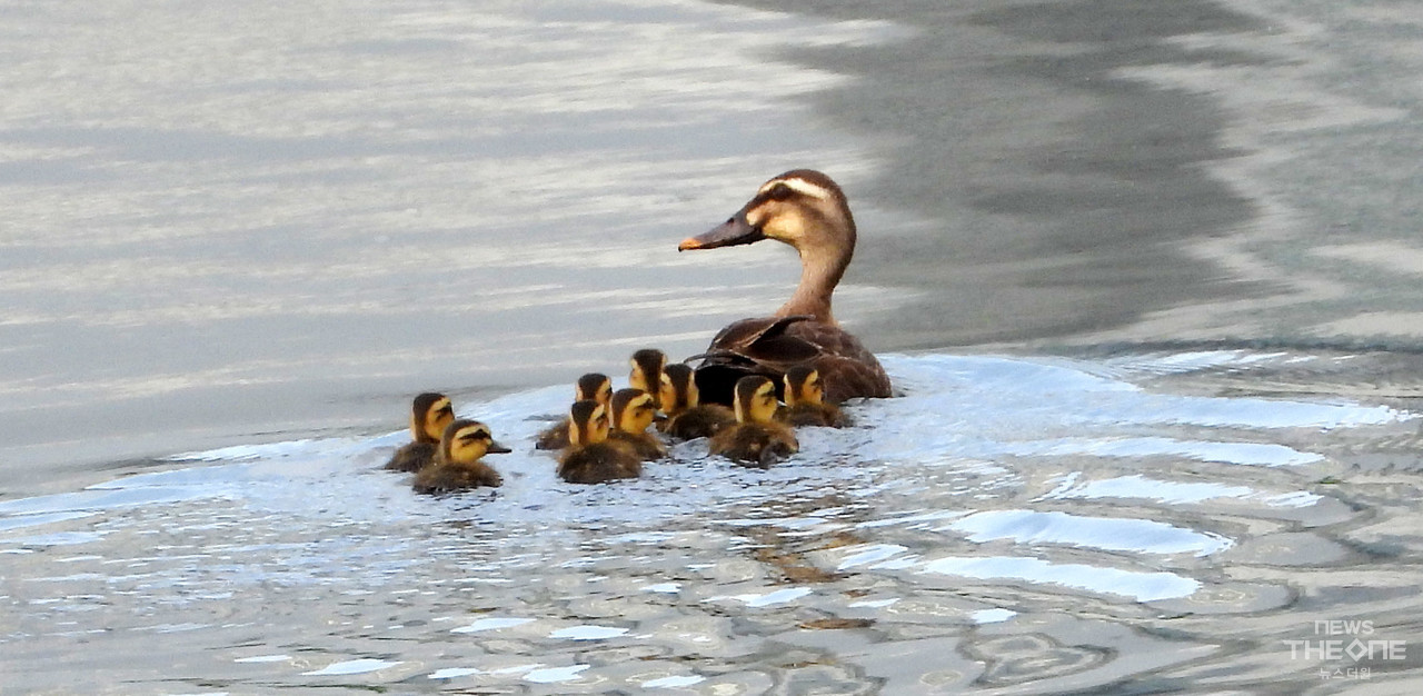 6일 오전 인천시 남동구 남동유수지에서 새끼오리들이 엄마를 따라 물길을 거슬러 오르고 있다. (사진=임순석 기자)