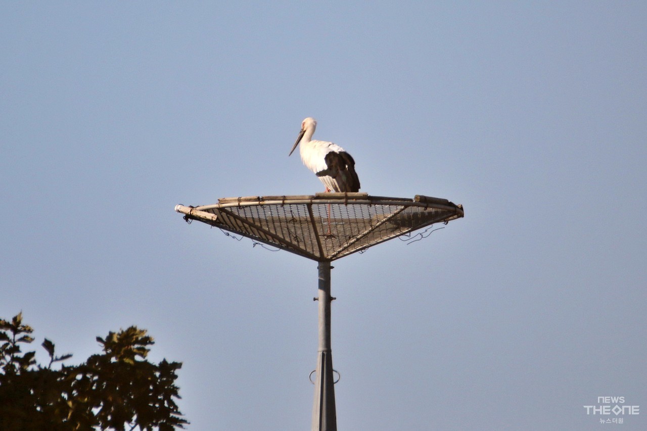 서산버드랜드 인근 방사장에 인근에 설치된 인공탑에서 생활하는 황새 ‘D11’ (박두웅 기자)