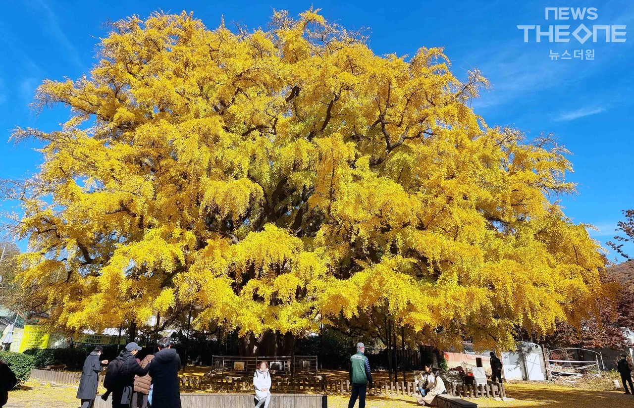 절기상 입동(立冬)을 하루 앞둔 6일 인천시 남동구 장수동 은행나무가 황금빛으로 물들어 있다. (사진=임순석 기자)