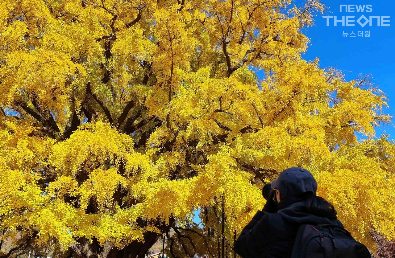 절기상 입동(立冬)을 하루 앞둔 6일 한 시민이 노랗게 물들어 자태를 뽐내고 있는 장수동 은행나무의 가을 사진에 담고 있다. (사진=임순석 기자)