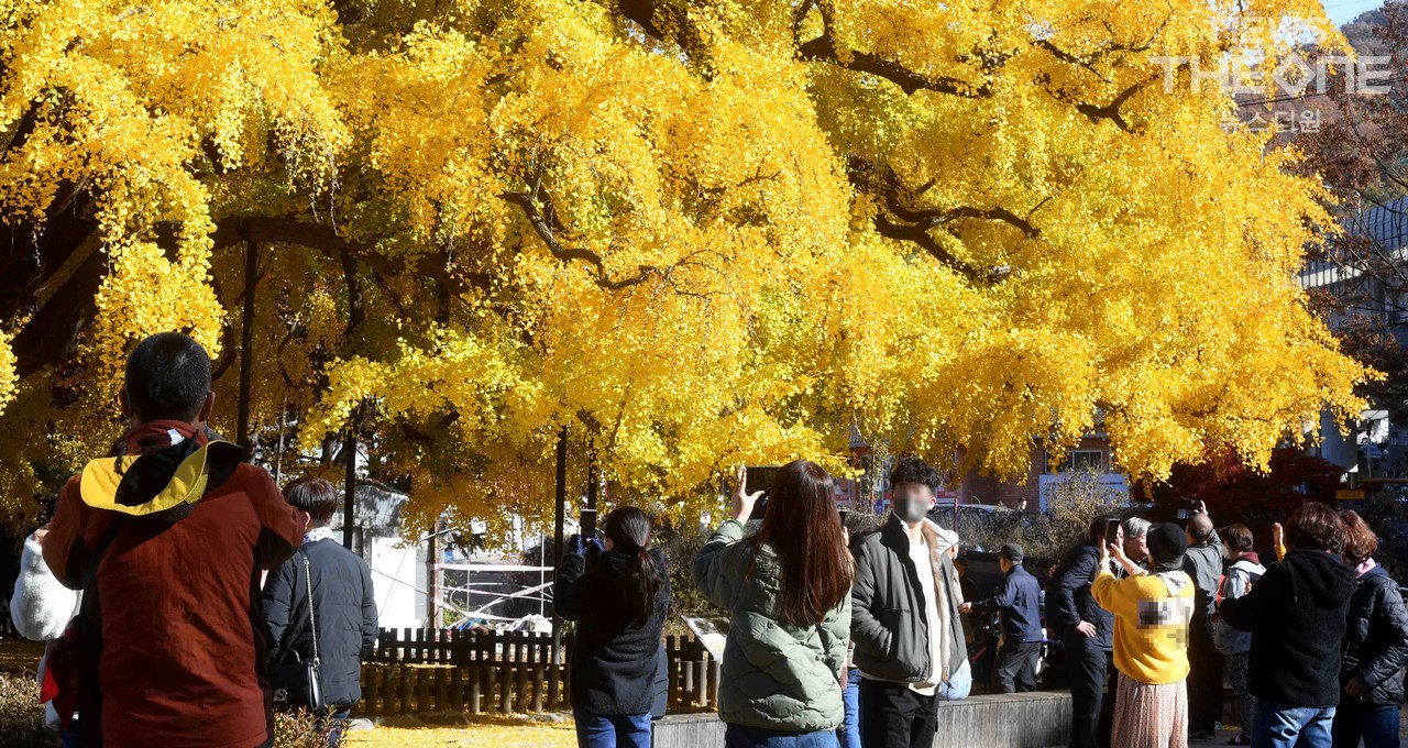 6일 천연기념물인 인천시 남동구 장수동 은행나무의 800번 가을을 찾은  많은 시민들이 추억을 남기고 있다. (사진=임순석 기자)