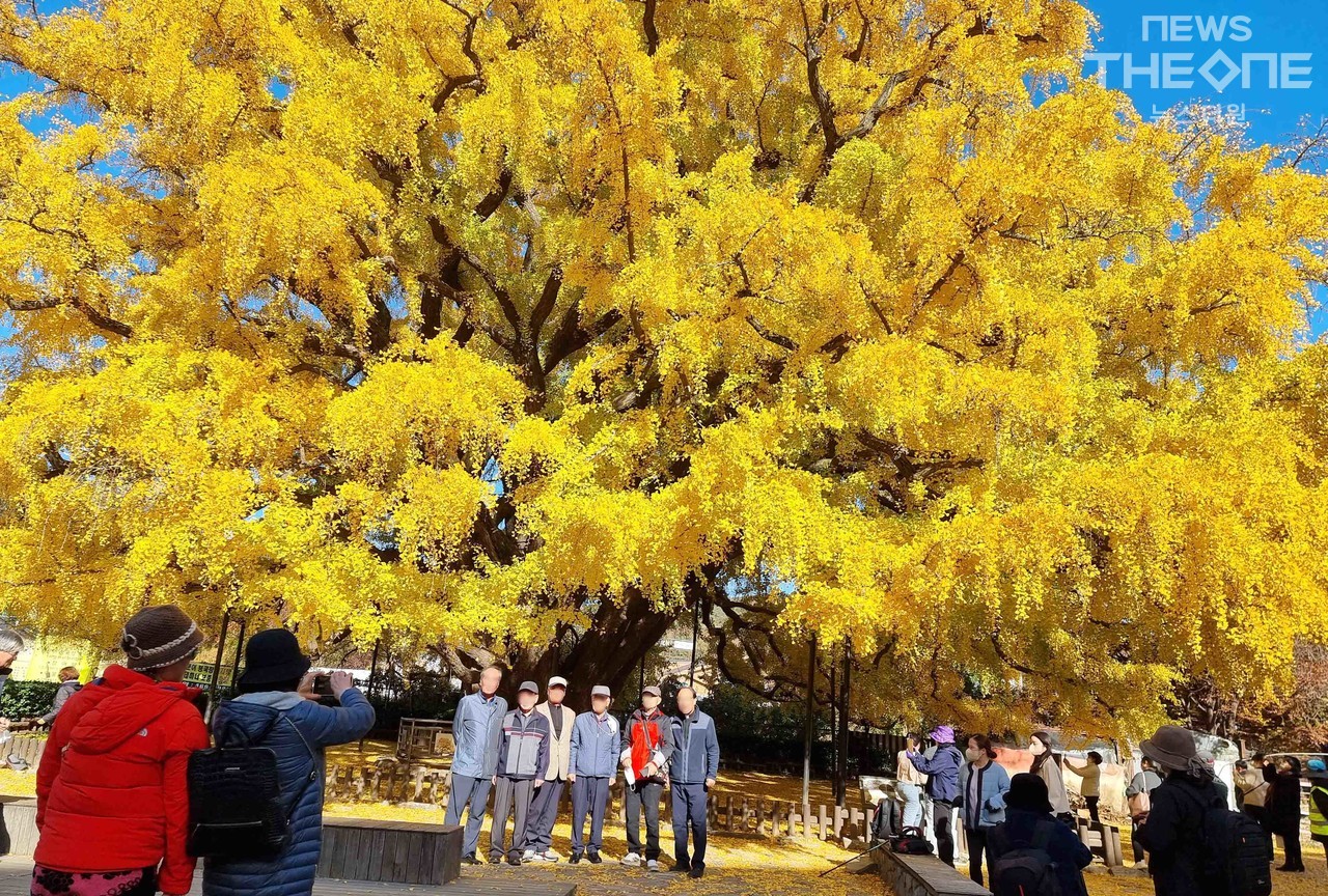 6일 천연기념물인 인천시 남동구 장수동 은행나무의 800번 가을을 찾은 어르신들이 추억을 남기고 있다. (사진=임순석 기자)