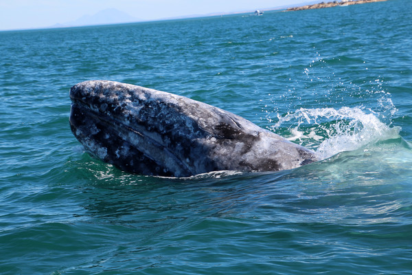 귀신고래의 모습. 1977년 이후 한반도에서는 귀신고래가 자취를 감추었다. ⒸGettyImages
