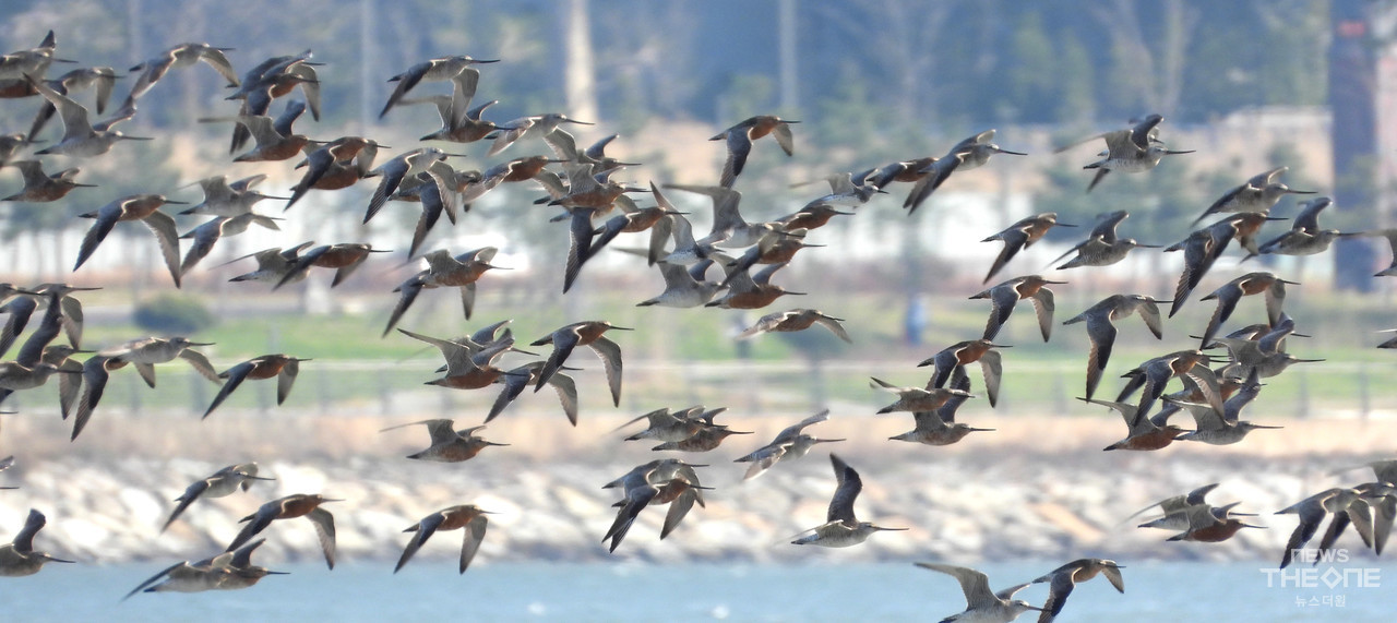 22일 인천 송도갯벌 위를 날고 있는 도요새들.  (사진=임순석 기자)