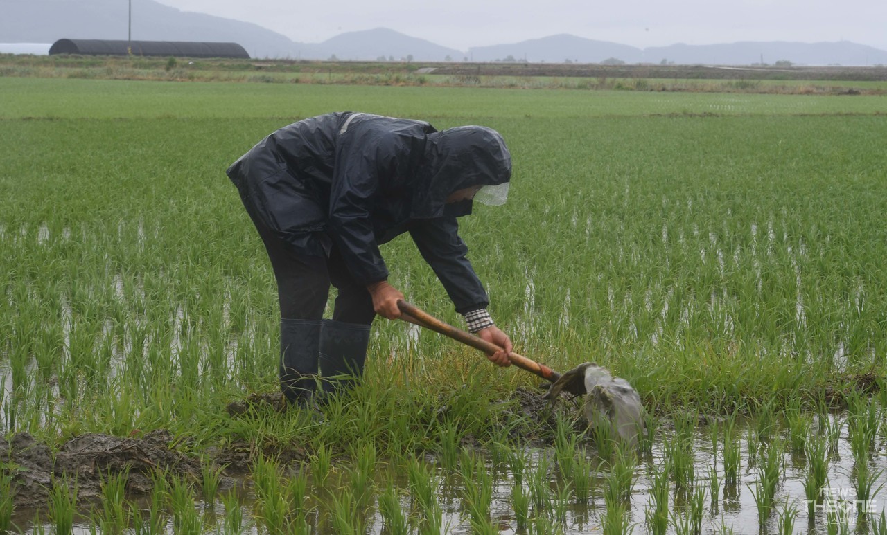 단비가 내린 15일 오전 인천시 강화도 들녘에서 한 농부가 논에 고인 빗물을 살펴보고 있다. (사진=임순석 기자)