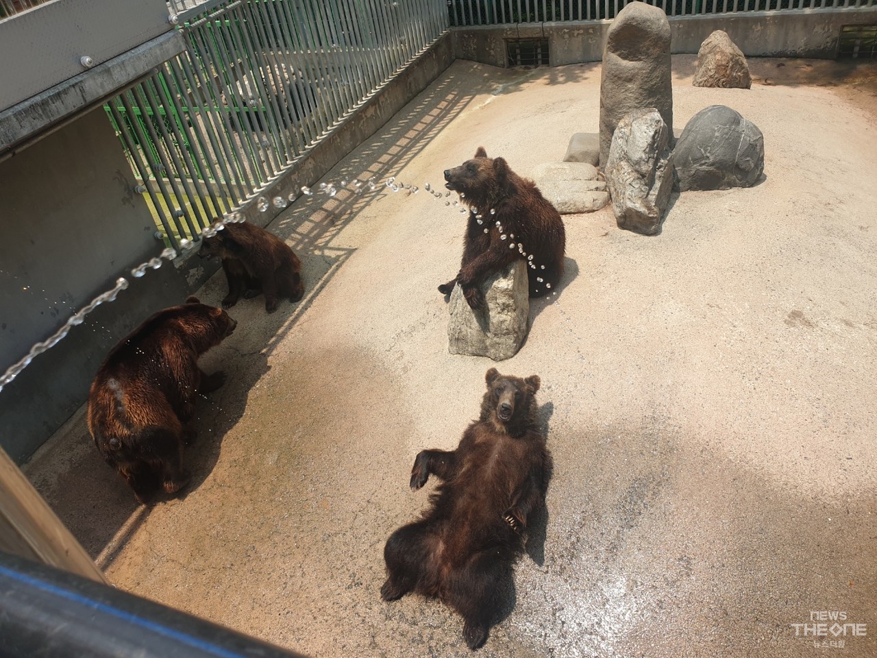 베어트리파크 동물원의 곰들이 한낮의 더위를 피하기 위해 물샤워를 즐기고 있다. (사진=이주은 기자)