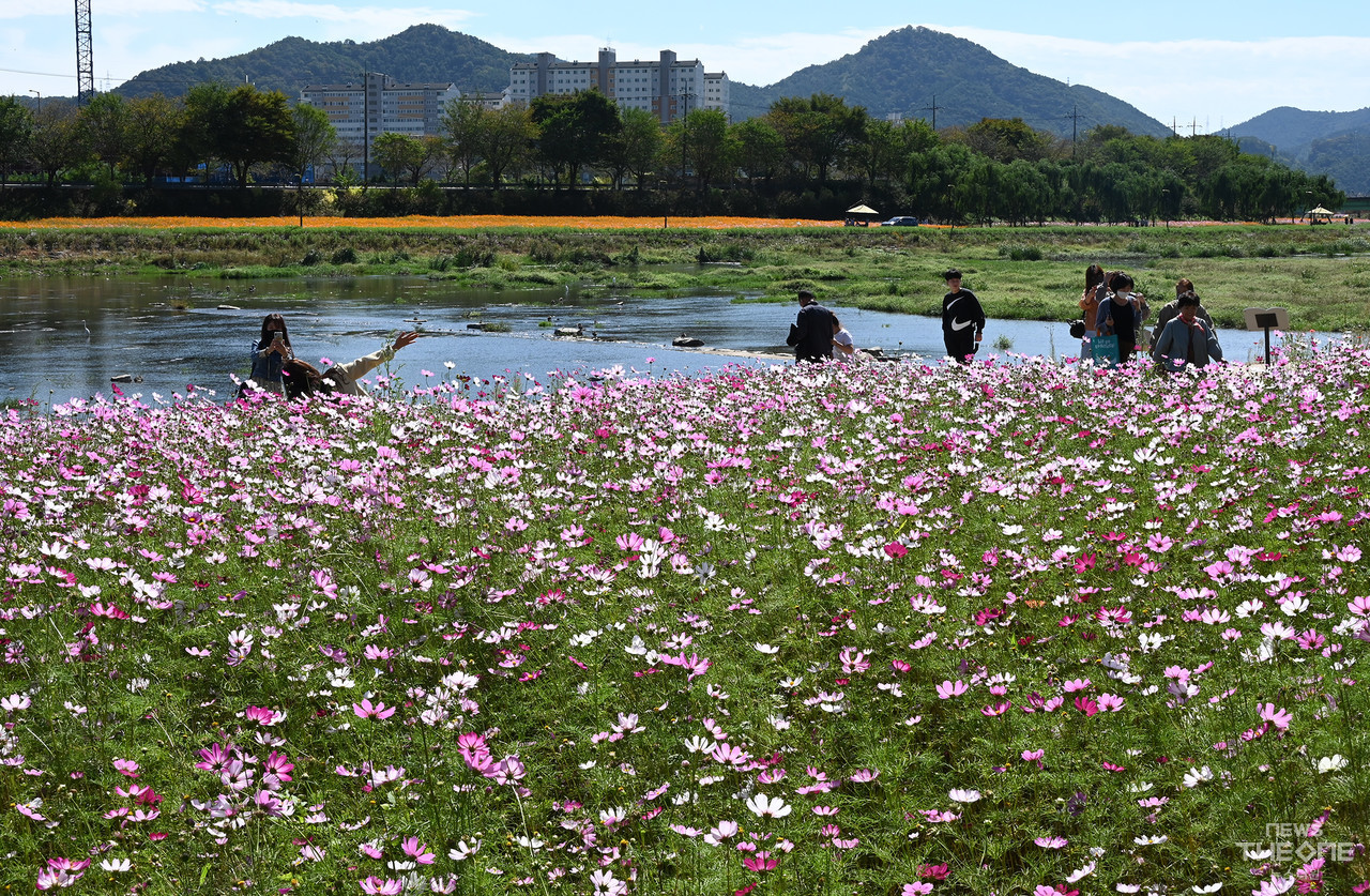개막 사흘전인 5일 꽃축제가 마련된 황룡강변을 찾은 시민들이 코스모스를 배경으로 기념촬영을 하고 있다.(고경석 기자)