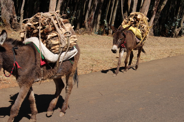 장작을 팔러가는 에티오피아 가축들. (전운성)