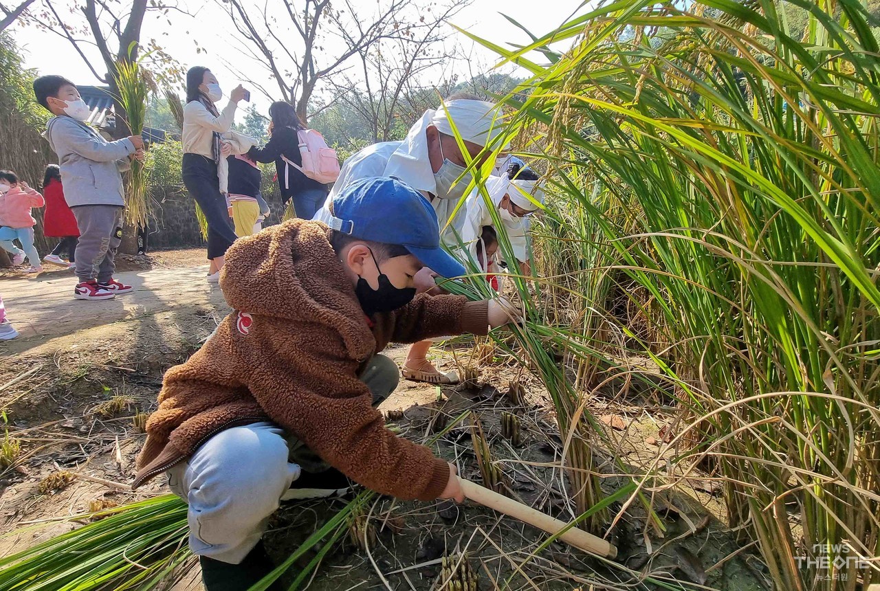 20일 오전 인천시 중구 월미공원에서 열린 '2022 벼베기 농경체험' 참여한 어린이들이 낫으로 벼를 베고 있다. (임순석 기자)