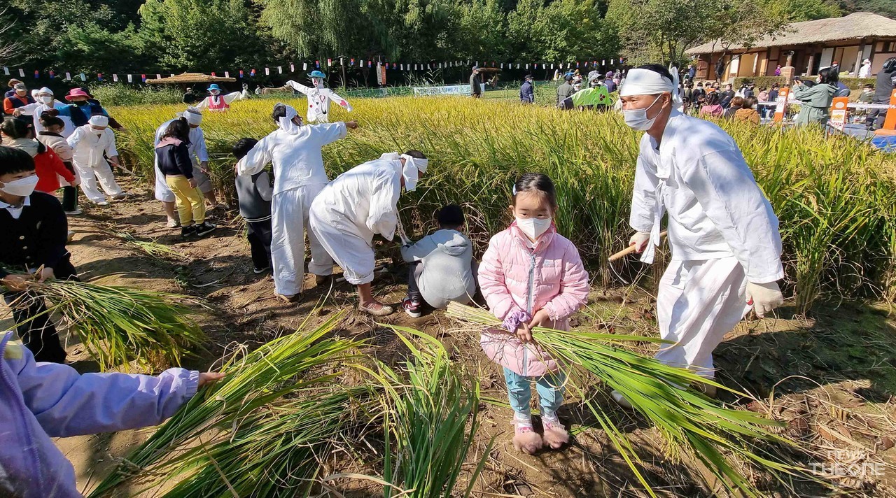 20일 오전 인천시 중구 월미공원에서 열린 '2022 벼베기 농경체험' 참여한 어린이들이 낫으로 벼를 베고 있다. (임순석 기자)
