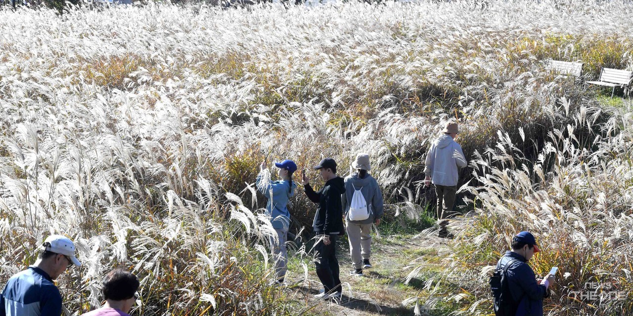 절기상 상강인 23일 인천시 연수구 해넘이공원 억새 밭에서 시민들이 가을정취를 만끽하고 있다. (임순석 기자)