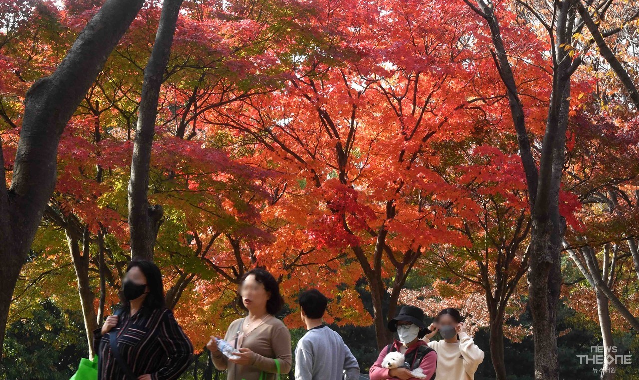 30일 인천시 남동구 인천대공원을 찾은 시민들이 단풍나무 아래를 거닐며 가을 정취를 만끽하고 있다.  (임순석 기자)
