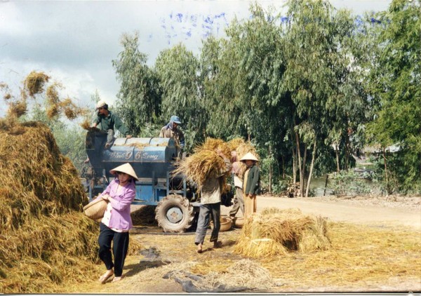 메콩델타에서 벼 탈곡작업을 하는 광경. (전운성)