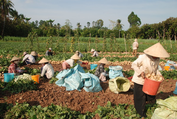 메콩델타에서 무를 수확하는 농부들. (전운성)