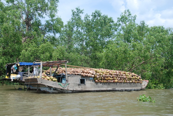 메콩강의 코코넛을 운반하는 배. (전운성)