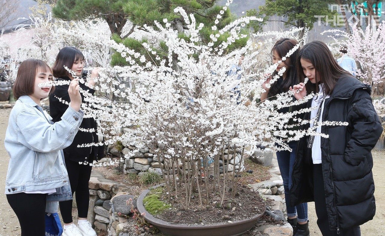 충북 괴산군 '미선나무 꽃 축제' 25일 개막 < 충북 < 전국 < 기사본문 - 뉴스더원 - 뉴스더원