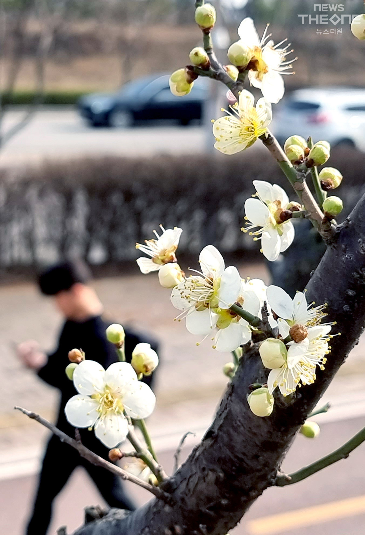 10일 오후 인천 송도국제도시 한공원에 매화가 꽃망울을 터트리고 있다. ⓒ 임순석 기자