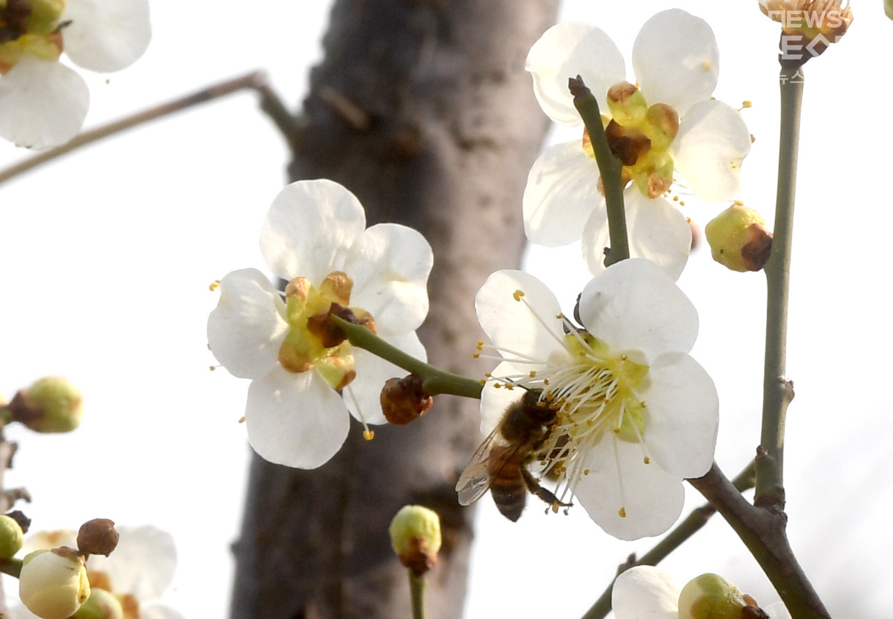 낮 기온이 20도를 넘는 등 포근한 봄날씨를 보인 10일 오후 인천시 송도국제도시 한 공원에서 핀 매화에서 꿀벌이 꽃가루를 모으고 있다. ⓒ 임순석 기자