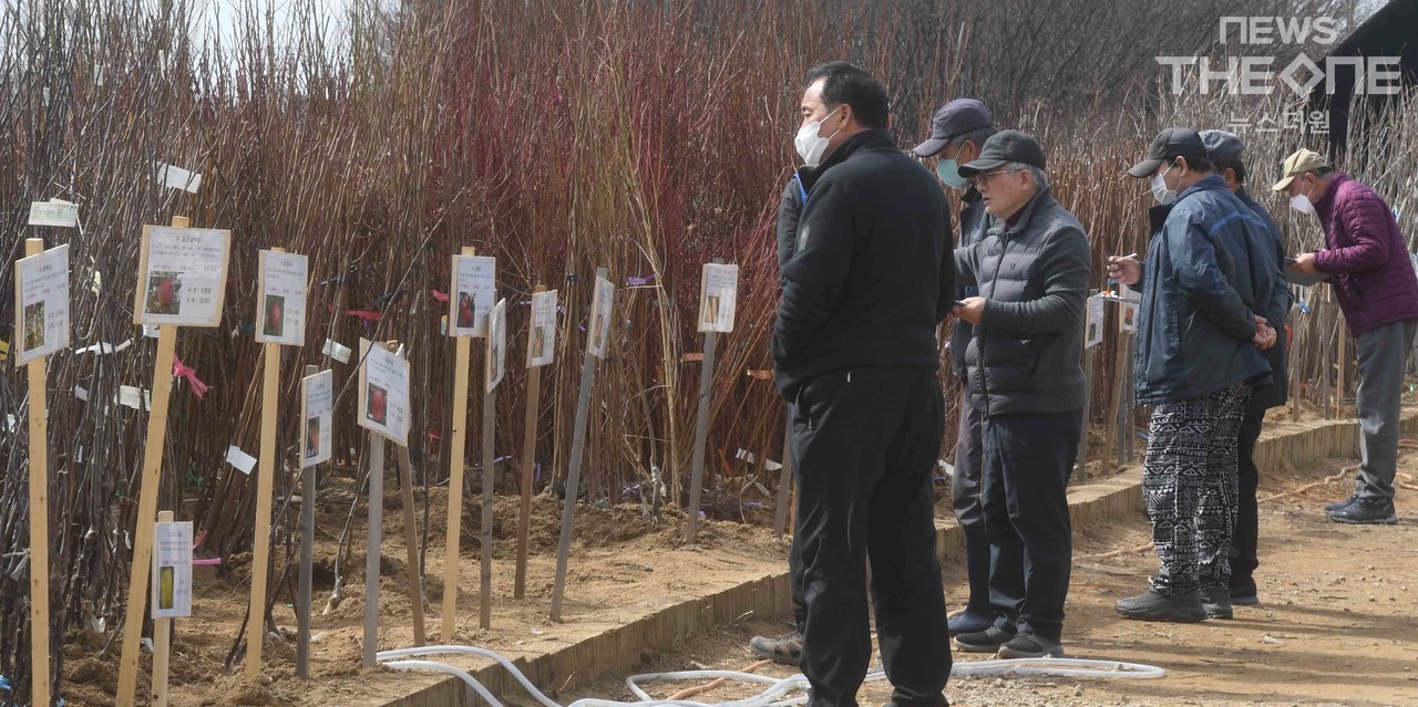 14일 오전 인천 남동구 남촌동 인천산림조합 나무시장을 찾은 시민들이 과일나무 묘목을 고르고 있다. ⓒ 임순석 기자