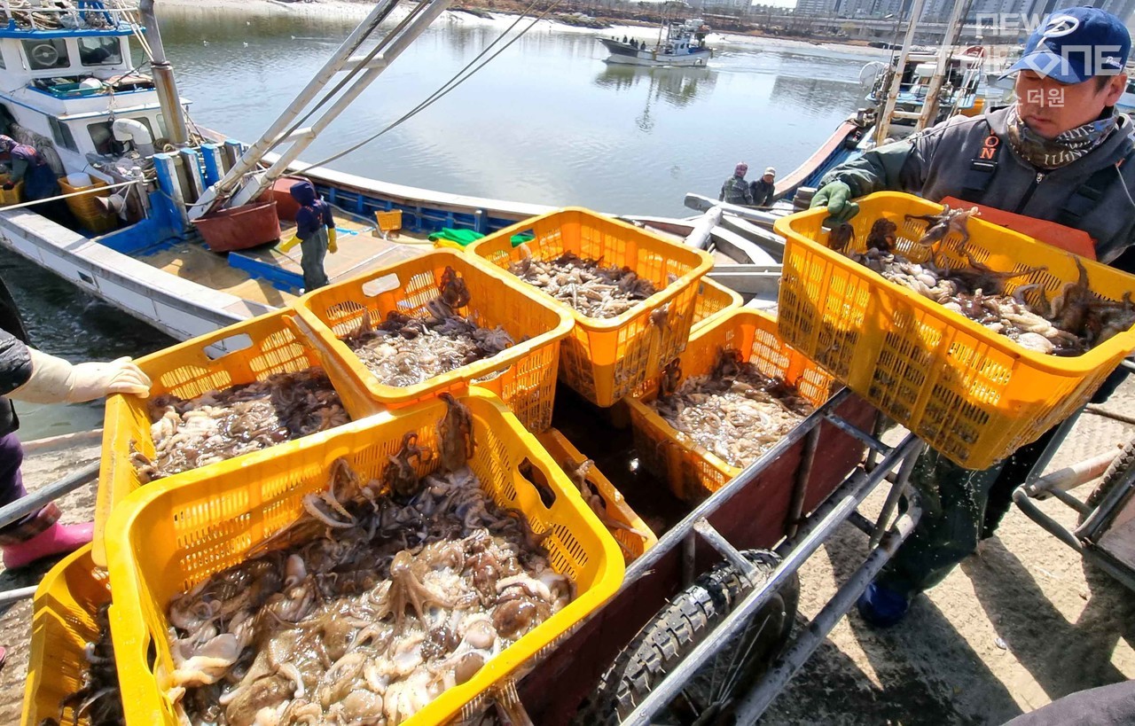 16일 인천시 남동구 소래포구에서 어민들이 인천 앞 바다에서 갓 잡은 주꾸미가 경매를 위해 옮겨지고 있다. ⓒ 임순석 기자